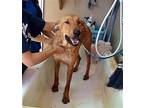 Sandy -, Labrador Retriever For Adoption In Apple Valley, California