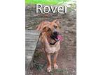 Rover, Retriever (unknown Type) For Adoption In Mountain View, Arkansas