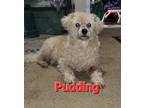 Adopt Pudding a White Poodle (Miniature) / Mixed dog in Mexia, TX (37281972)