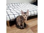 Kitten 26005 (alexa), Domestic Shorthair For Adoption In Parlier, California
