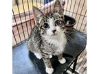 Kimberly, Domestic Shorthair For Adoption In Merriam, Kansas