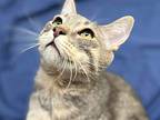 Unus - Fip Survivor, Domestic Shorthair For Adoption In Republic, Washington