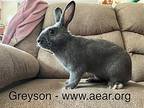 Greyson, American For Adoption In Libertyville, Illinois