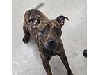 Tiger, American Pit Bull Terrier For Adoption In Burlington, Iowa