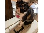 Sweet Momma, Domestic Shorthair For Adoption In Danville, Kentucky