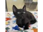 Adopt Alpha a Domestic Short Hair