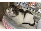 Sabrina Fair, Domestic Shorthair For Adoption In Olive Branch, Mississippi