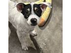 Adopt Bacon a Cattle Dog, Mixed Breed