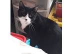 Smiley, Domestic Shorthair For Adoption In Highland Park, New Jersey