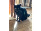 Amanda, American Shorthair For Adoption In Hayes, Virginia