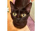 Sweetie, Domestic Shorthair For Adoption In Chattanooga, Tennessee