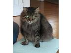 Adopt Bobby a Norwegian Forest Cat