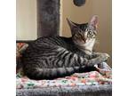 Adopt Kracken a Domestic Short Hair