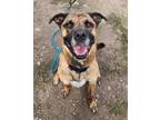 Adopt Bobby a Mixed Breed