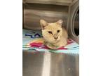 Adopt Superior Steve a Domestic Medium Hair, Domestic Short Hair