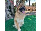 Adopt Jimmy Kibble a German Shepherd Dog