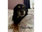 Adopt Pancho a Spaniel