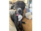 Adopt Benji a Pit Bull Terrier