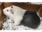 Adopt Fuzz Pants a Guinea Pig