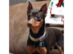 Adopt Carlos a Miniature Pinscher