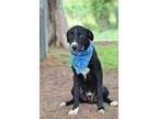 Adopt Thatcher - Adoptable a Labrador Retriever, Mixed Breed