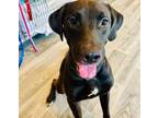 Adopt Decoy a Labrador Retriever