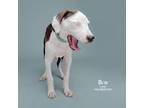 Adopt Bob Marley a Foxhound