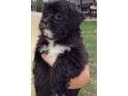 Adorable Shihpoo Puppies for sale now