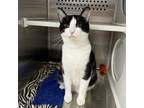 Adopt Chuppy a Domestic Short Hair