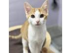 Adopt Conch a Domestic Short Hair