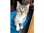 Adopt Socks a Domestic Short Hair