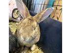 Adopt Marlow a Netherland Dwarf, New Zealand