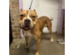 Adopt Jordan Love a Pit Bull Terrier