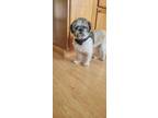 Adopt Mervin a Shih Tzu