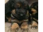 BNVCDF German Sherpherd puppies ready