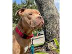 Adopt Charlie Baby a Pit Bull Terrier, Mixed Breed