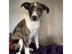 Adopt POTATO CAKES a Catahoula Leopard Dog