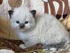 Seal Point Mitted Carries Choco Cinnamon & Dilute