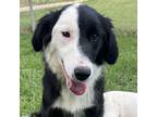 Adopt Aspen a Australian Shepherd