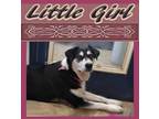 Adopt Little Girl a Shepherd, Great Pyrenees