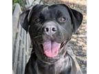 Adopt Quinn a Labrador Retriever