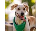 Adopt Minty a Pointer, Labrador Retriever