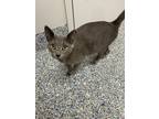 Adopt Beatrice a Domestic Short Hair