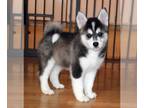 Pomsky PUPPY FOR SALE ADN-812325 - H2 Pomsky Puppy