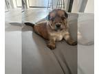 Yorkie-Apso PUPPY FOR SALE ADN-813377 - Boy puppy