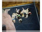 Brittany PUPPY FOR SALE ADN-813481 - Brittany puppies