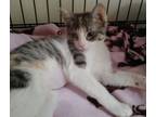 Adopt Lindy a Domestic Short Hair