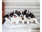 Saint Bernard PUPPY FOR SALE ADN-813485 - St Bernard puppies for sale New Paris