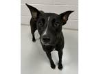 Adopt Oreo a Terrier, Pit Bull Terrier