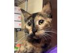 Adopt Mango a Domestic Short Hair, Tortoiseshell